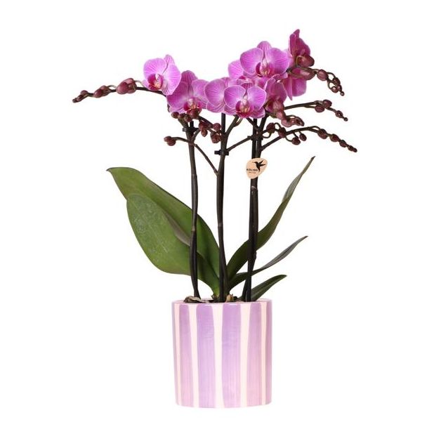 Paarse VlinderOrchidee Vienna + gestreepte sierot Lila - Potmaat Ø9cm |  Vers bezorgd