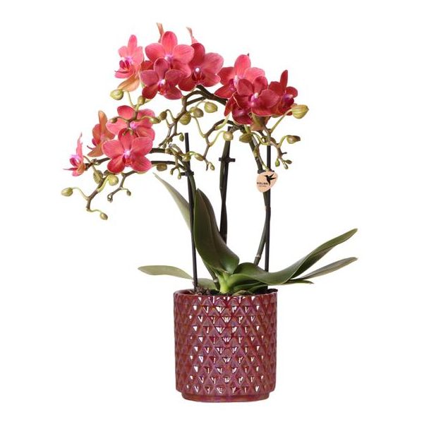 Bloeiende Kamerplant, Rode Phalaenopsis Orchidee Congo + Pearl Pot rood ,  Potmaat Ø9cm