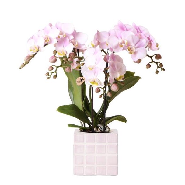 Betoverende Roze: Phalaenopsis Orchidee met Mosa Sierpot | potmaat Ø9cm | Vers geleverd