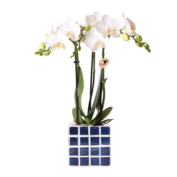 Betoverend Wit en blauw: Phalaenopsis Orchidee met Mosa Sierpot | potmaat Ø9cm | Vers geleverd