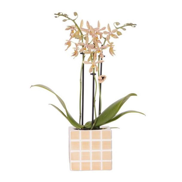 Betoverende Oranje: Phalaenopsis Orchidee met Mosa Sierpot | potmaat Ø9cm | Vers geleverd