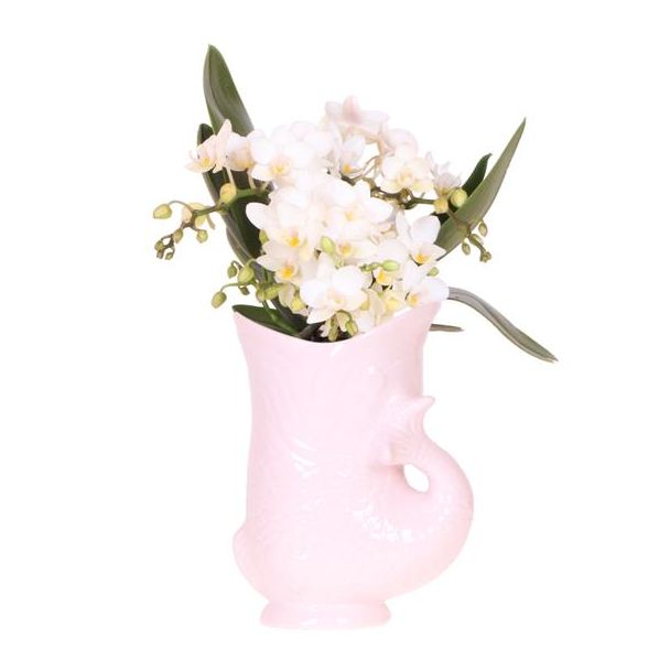 Vlinder Orchidee  Nazaré  , Kleur Wit,  Fish Pot Roze, Bloeiende Kamerplant,  Phalaenopsis Orchideeën, Potmaat 09cm