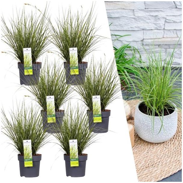 Siergras, 6 stuks, Borderplanten, Kleur Groen/Geel/Creme, Carex brunnea Variegata - Ø 14 cm - ↨ 25 cm