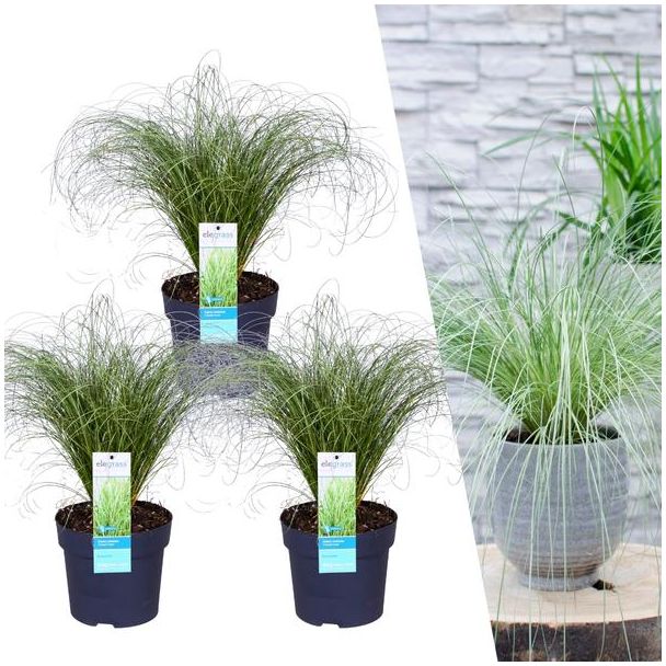 Siergras, 3 stuks, Borderplanten, Kleur Zilvergroen/Grijsgroen,  Carex comans  Frosted Curls  - Ø 14 cm - ↨ 25 cm