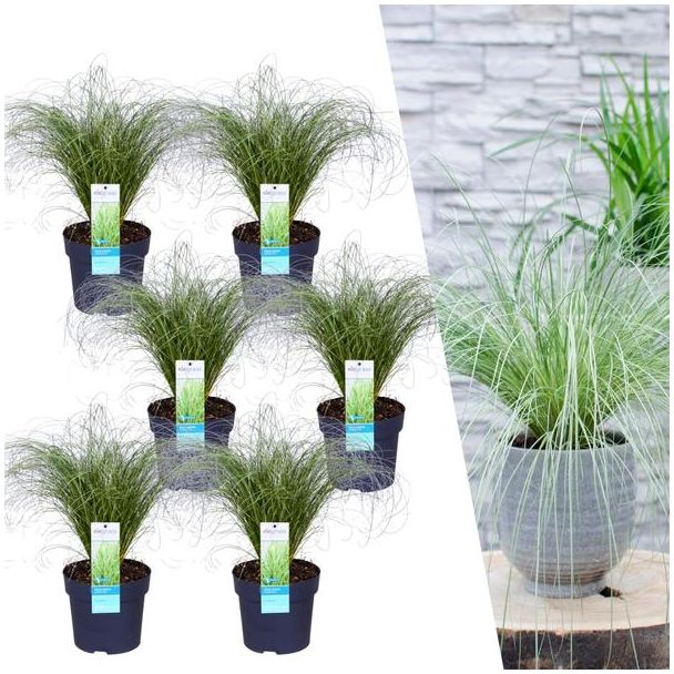 Siergras, 6 stuks, Borderplanten, Kleur Zilvergroen/Grijsgroen,  Carex comans  Frosted Curls  - Ø 14 cm - ↨ 25 cm