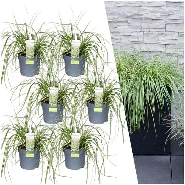 Siergras, 6 stuks, Groenblijvend, Borderplanten, Kleur Groen,  Carex hachijoensis  Evergold  - Ø 14 cm - ↨ 25 cm