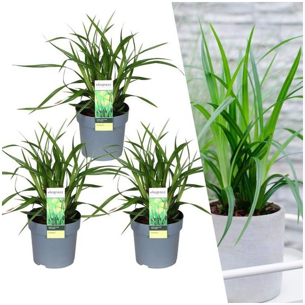 Siergras, 3 stuks, Groenblijvend, Borderplanten, Kleur Groen,  Carex morrowii  Irish Green  - ↨30cm - Ø14