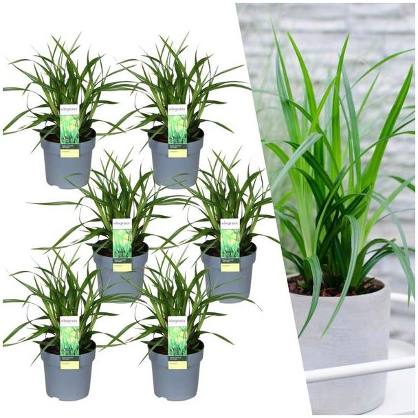 Siergras, 6 stuks, Groenblijvend, Borderplanten, Kleur Groen,  Carex morrowii  Irish Green  - ↨30cm - Ø14