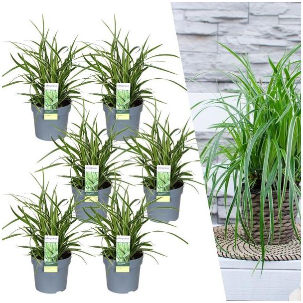 6 stuks Bonte Siergras, Struik, Kleur Groen met Creme, Borderplant, Carex morrowi  Ice Dance  - Ø 14 cm - ↨ 25 cm