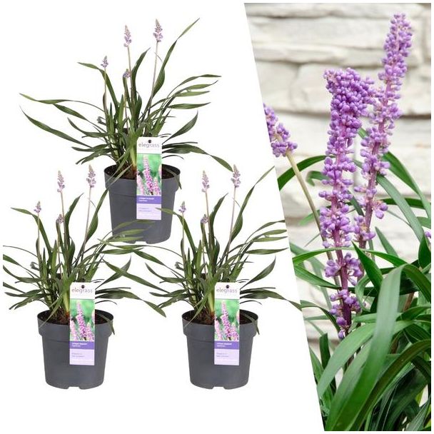 Leliegras, 3 Stuks, Groenblijvend Kleur bloem Paars, Siergras,3 x Liriope muscari  Ingwersen  - Ø 14 cm - ↨ 25 cm