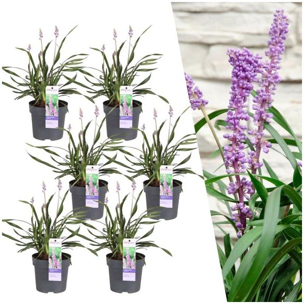 Leliegras, 6 Stuks, Groenblijvend Kleur bloem Paars, Siergras, 6 x Liriope muscari  Ingwersen  - Ø 14 cm - ↨ 25 cm