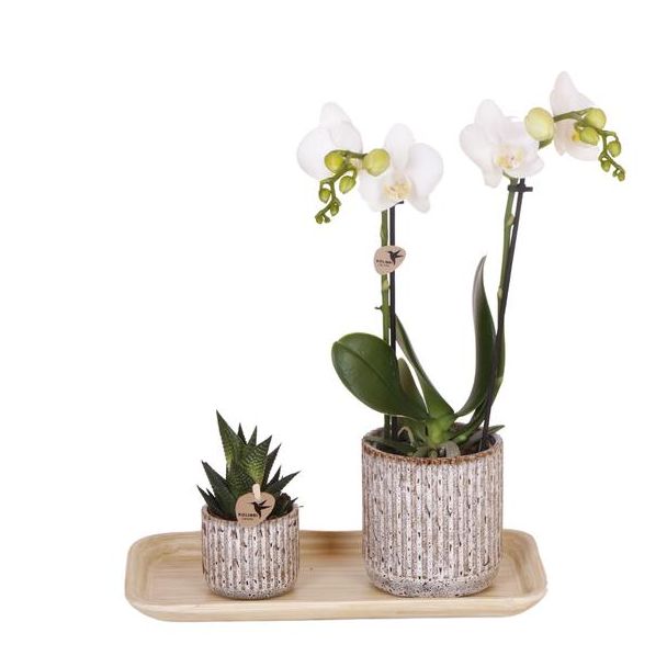 Mooie VlinderOrchidee Amabilis Ø9cm,  Kleur Wit + Groene Plant Ø6cm in Jaguar sierpotten op bamboe dienblad