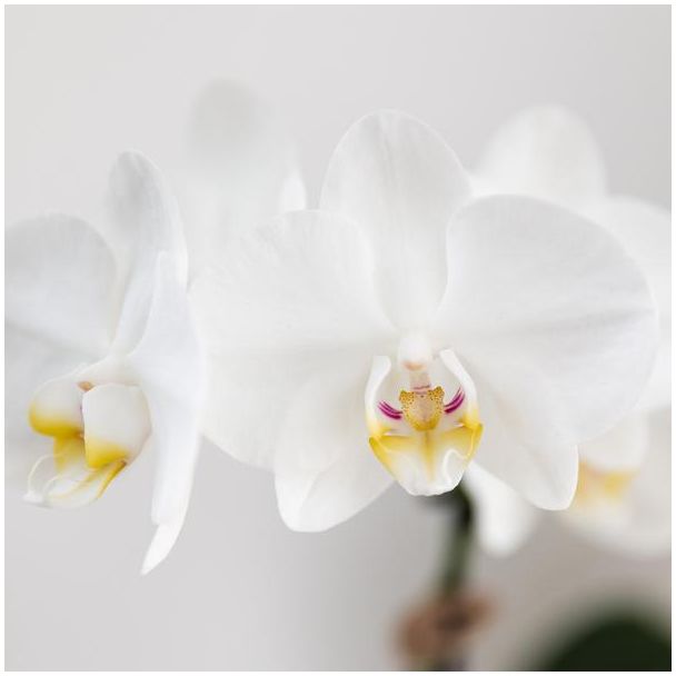 Kolibri Orchids | Gift set Untamed Nature small | Groene plant met witte Phalaenopsis orchidee Amabilis in Jaguar sierpotten op bamboe dienblad