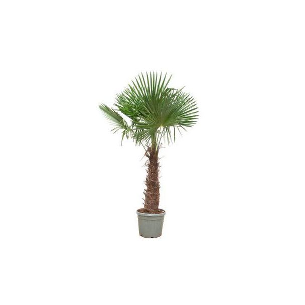Chinese Waaierpalm, Winterharde Palm, Sterke Tropisch,Exotische uitstraling,  - Ø55cm - ↕240cm