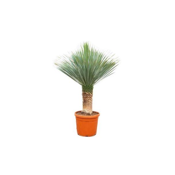 Stoere Yucca Rostrata 140–160cm – Eyecatcher voor Woonkamer, Hal & Kantoor