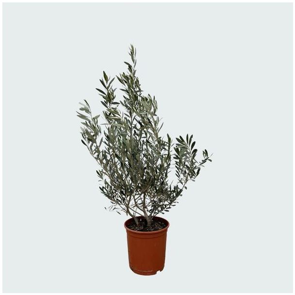 Olea Europaea - Olijf Struik ca. 100 cm hoog - Groene Struik voor Tuin en Terras