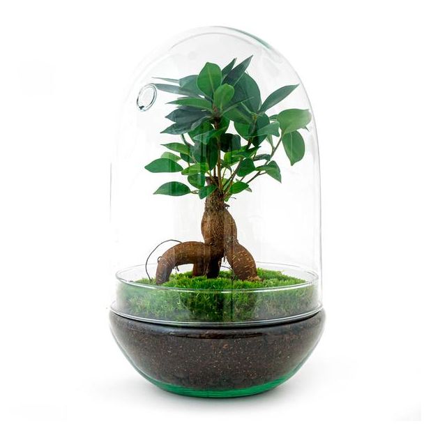 DIY terrarium - Egg XL Bonsai - ↕ 30 cm