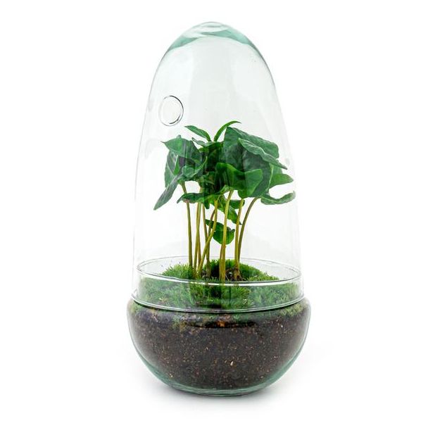 DIY terrarium - Egg Coffea Arabica - ↕ 25 cm