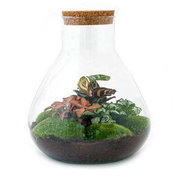 DIY terrarium - Sam XL Rood - ↕ 35 cm - Normal