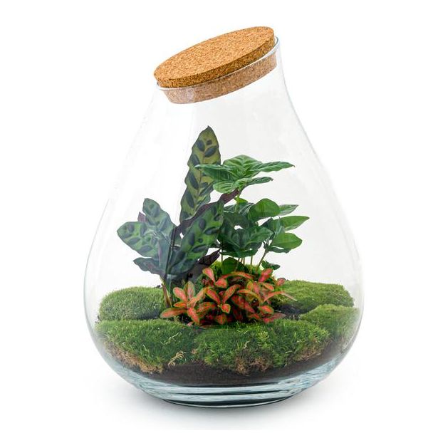 DIY terrarium - Drop XL Rood - ↕ 37 cm - Rake + Shovel