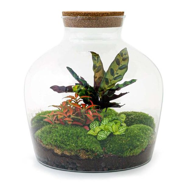 DIY terrarium - Fat Joe Rood - ↕ 30 cm - Normal