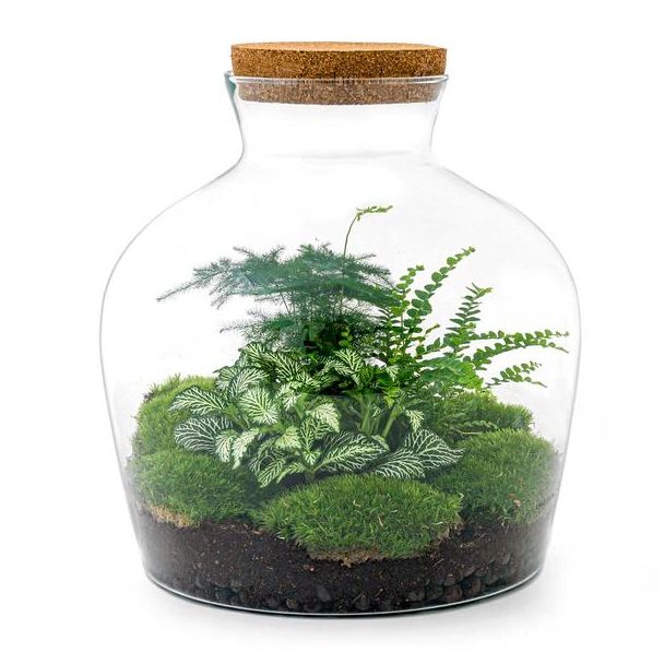 DIY terrarium - Fat Joe Groen - ↕ 30 cm - Normal