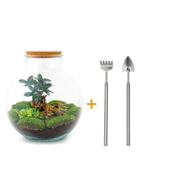 DIY terrarium - Bolder Bob Bonsai - ↕ 30 cm - Rake + Shovel