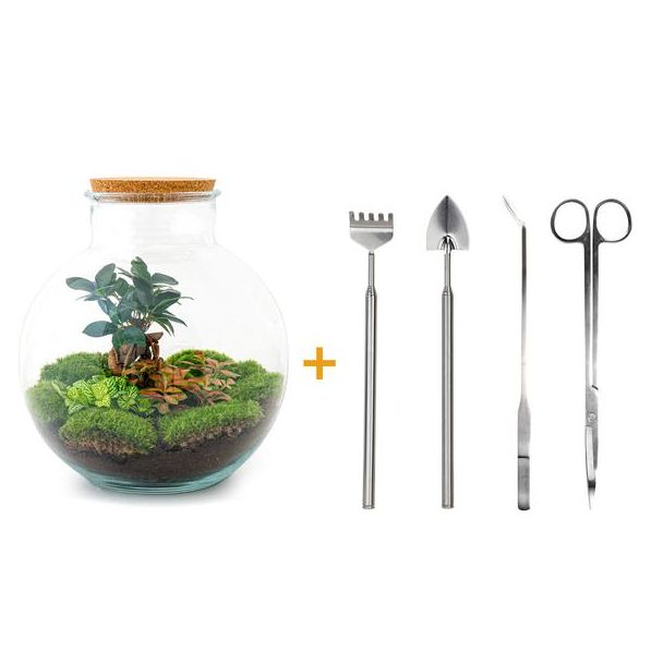 DIY terrarium - Bolder Bob Bonsai - ↕ 30 cm - Rake + Shovel + Tweezer + Scissors
