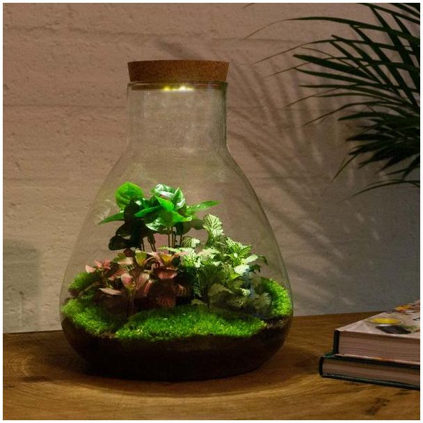 DIY terrarium - Sam Coffea met lamp - ↕ 30 cm - Normal