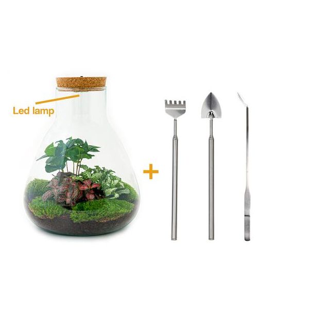 DIY terrarium - Sam Coffea met lamp - ↕ 30 cm - Rake + Shovel + Tweezer