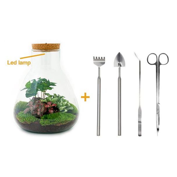 DIY terrarium - Sam Coffea met lamp - ↕ 30 cm - Rake + Shovel + Tweezer + Scissors