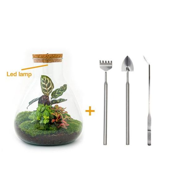 DIY terrarium - Sam Calathea with Light - ↕ 30 cm - Rake + Shovel + Tweezer