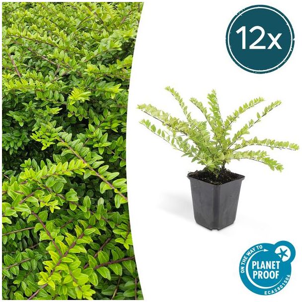 12x Buxuskamperfoelie, Lonicera nitida  maygruen - ↕10-25cm - Ø9cm struikkamperfoelie ,natuurlijk gekweekt