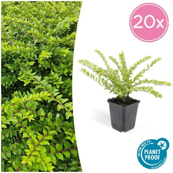 20x Buxuskamperfoelie, Lonicera nitida  maygruen - ↕10-25cm - Ø9cm struikkamperfoelie ,natuurlijk gekweekt