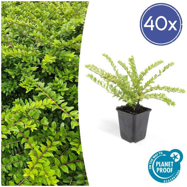 40x Buxuskamperfoelie, Lonicera nitida  maygruen - ↕10-25cm - Ø9cm struikkamperfoelie ,natuurlijk gekweekt