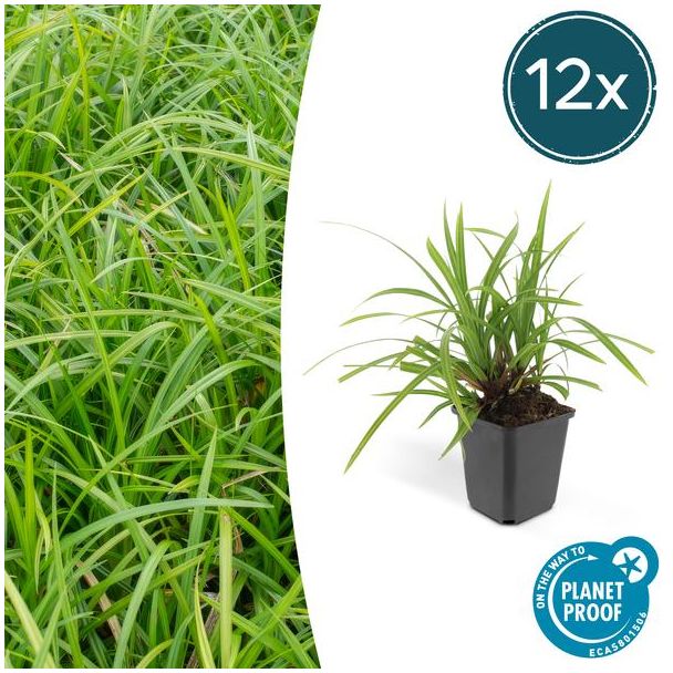12x Japanse zegge'Irish Green'  Carex morrowii, onderhoudsvriendelijke buitenplant