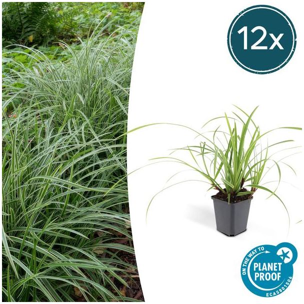12x Japanse zegge (Carex morrowi Ice Dance), simpele bodembedekker