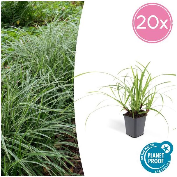 12x Japanse zegge (Carex morrowi Ice Dance), simpele bodembedekker