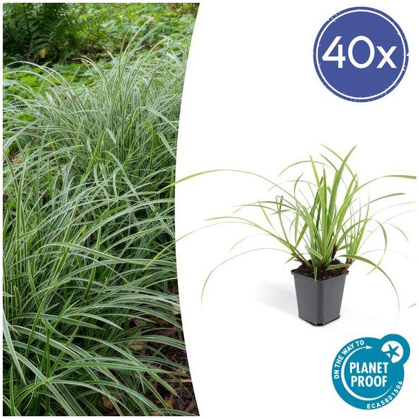 20x Japanse zegge (Carex morrowi Ice Dance), simpele bodembedekker