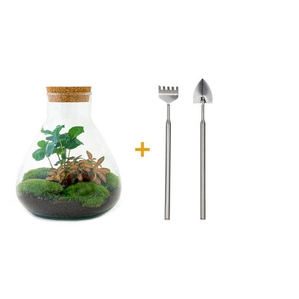 DIY terrarium - Sammie Coffea - ↕ 27 cm - Rake + Shovel
