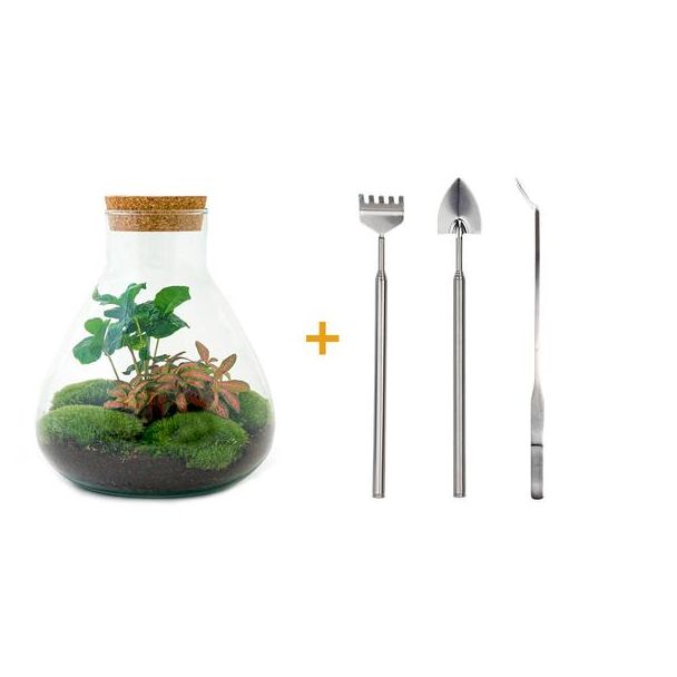 DIY terrarium - Sammie Coffea - ↕ 27 cm - Rake + Shovel + Tweezer