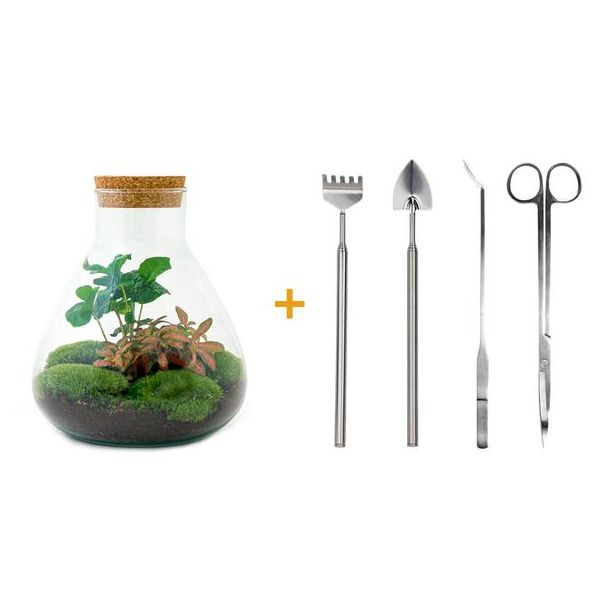 DIY terrarium - Sammie Coffea - ↕ 27 cm - Normal 