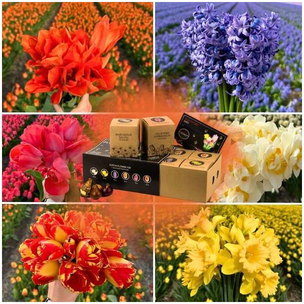 Bloembollen mix Nederlandse versie | 75 bloembollen van 6 verschillende bloemen (tulpen, narcissen en hyacinten)