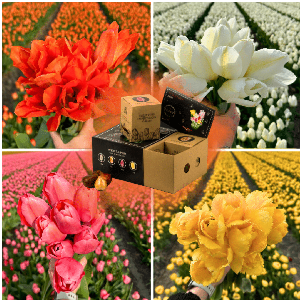 Nederlandse Tulpenbollen mix - 40 bloembollen - Geleverd in luxe box - oranje, roze, gele en witte tulpen