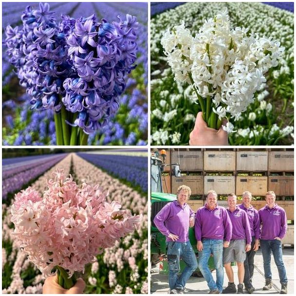 30 stuks hyacinten bloembollen, 3 verschillende soorten, roze, blauw en wit