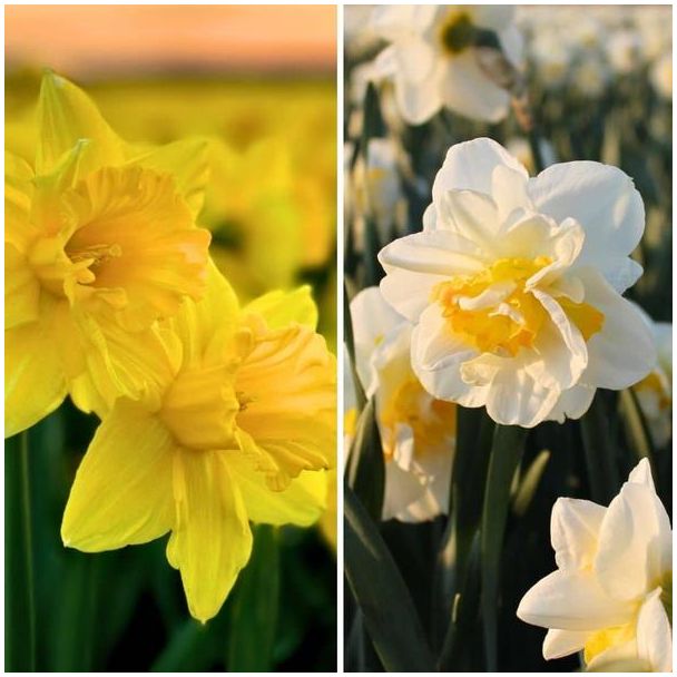 60 narcissenbollen wit en gele kleuren, bloembollen narcissen
