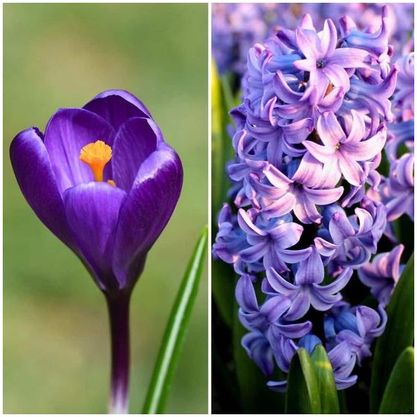 Flowerbulbs Amsterdam - Blue and Purple -  30 bloembollen 