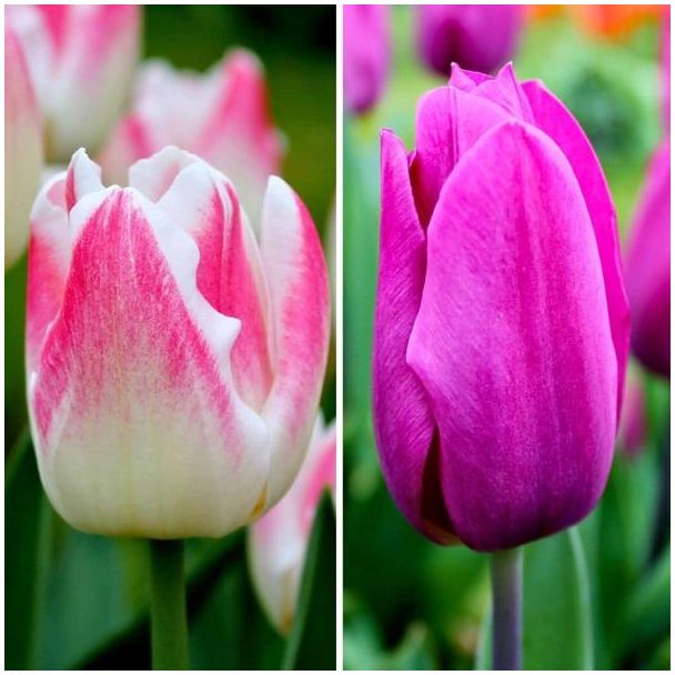 Flowerbulbs Amsterdam - Appie s Best - 30 bloembollen - Maat 12+ 