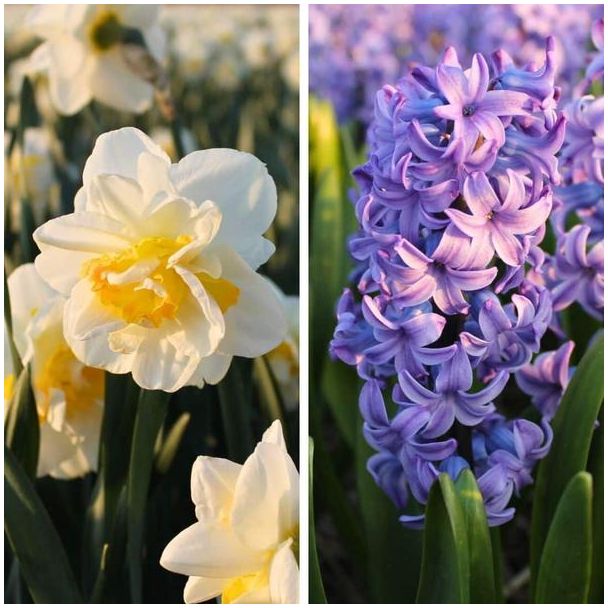 Flowerbulbs Amsterdam - Rob s Favorites - 20 bloembollen - Maat 12/14