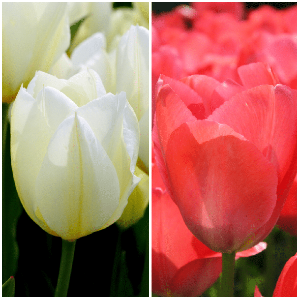 30 Purissima en Van Eijk-tulpen bollen, mooie mix van deze 2 soorten tulpen